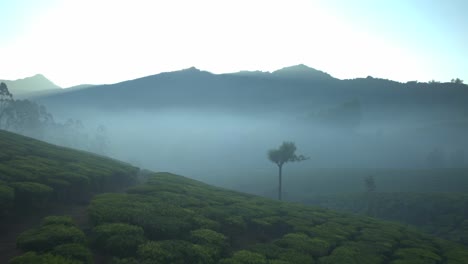 aerial view of tea plantations of munnar, kerala, dji inspire 3 8k footage