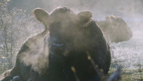 beautiful static shot of a galloway cow laying down on a chilly morning with misty breath, slow motion