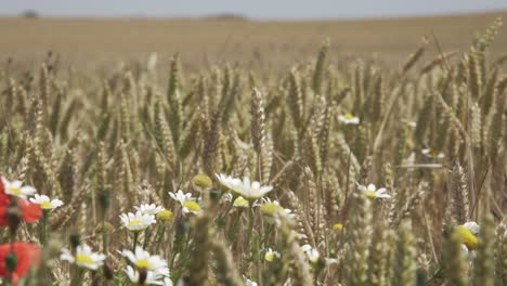 wheat crop swaying through wind outdoor in nature