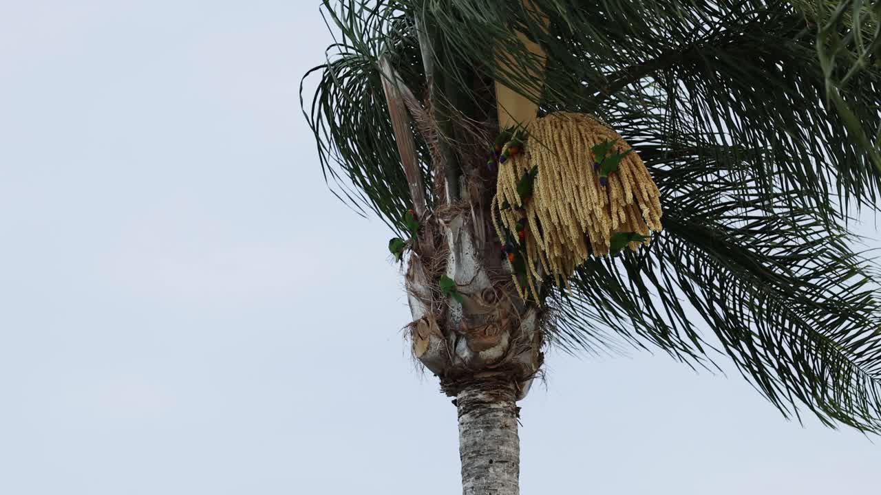 el pájaro interactúa con el nido en la palmera con el tiempo