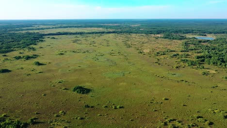 swamp impassable swamps aerial photography in sunny weather
