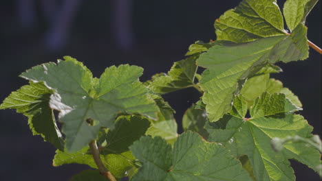 Sunlit-leaves-gently-blow-in-breeze-as-dog-sniffs-in-background,-close-up