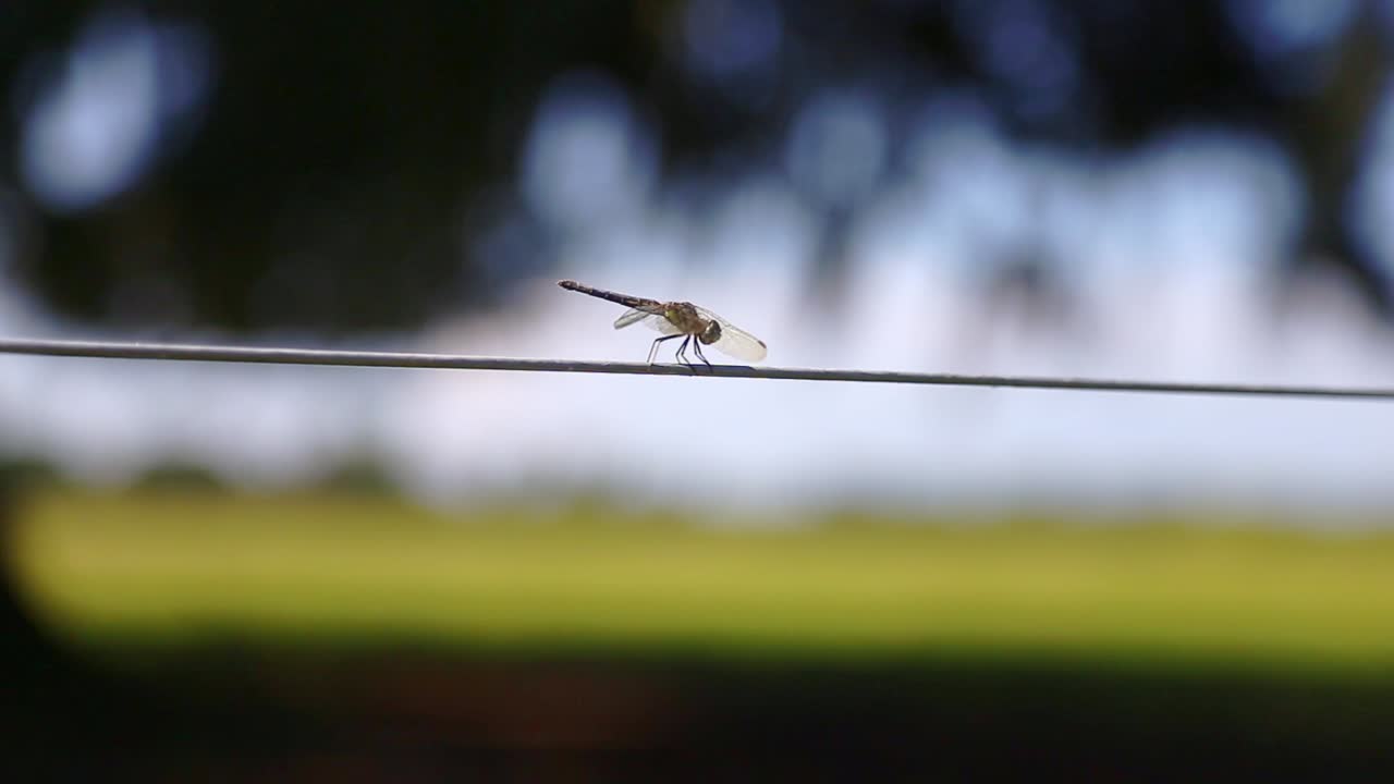 libelle sitzt auf einem draht