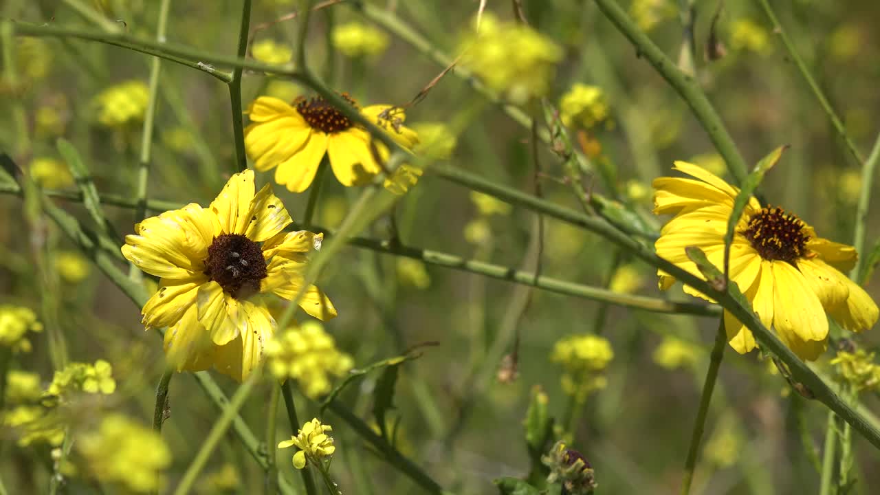 Campo de flores silvestres da Califórnia com abelhas e flores amarelas em abundância na primavera