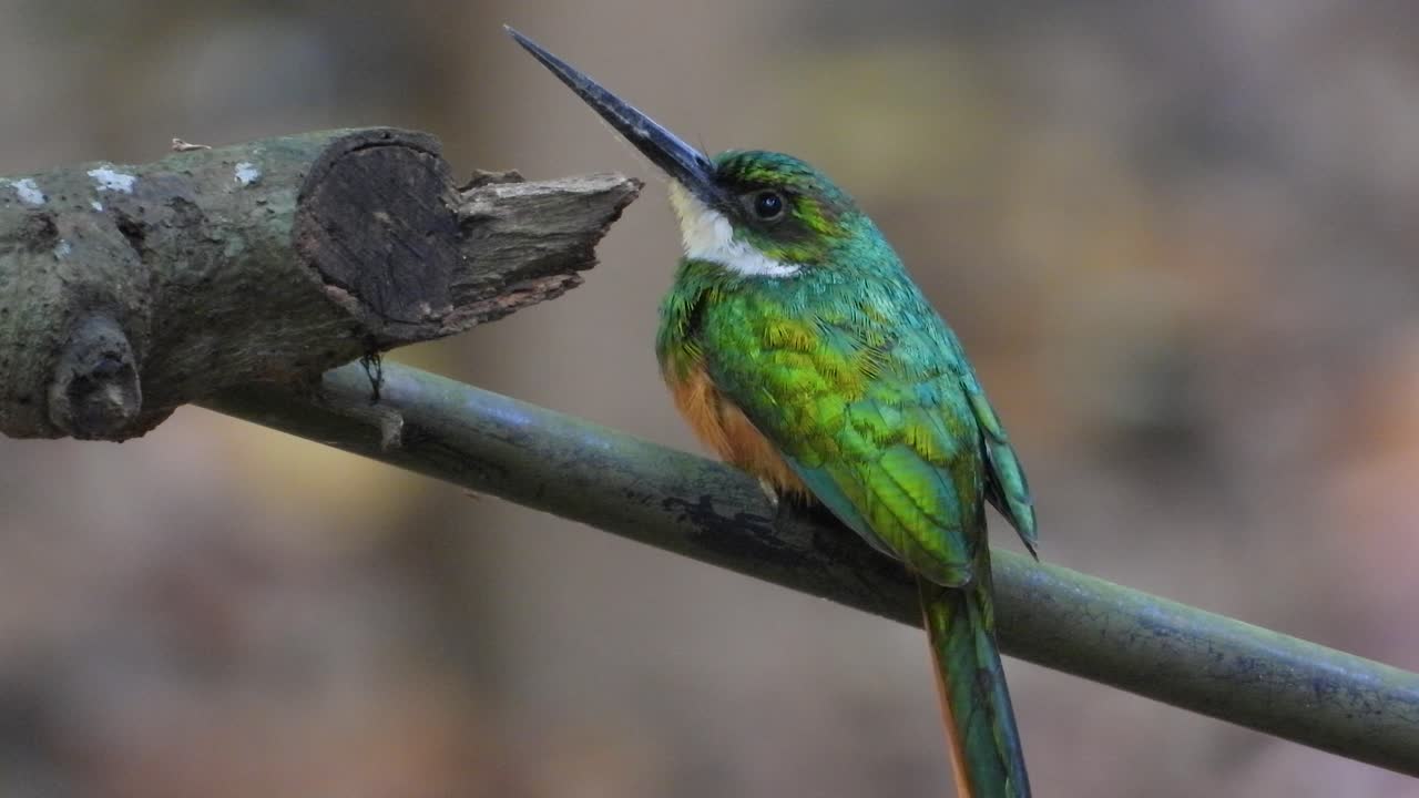 el pájaro jacamar gira de la parte trasera a la parte delantera del cuerpo en la rama, de cerca