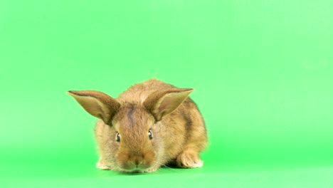 un pequeño conejo doméstico marrón esponjoso en una pantalla verde, de cerca.