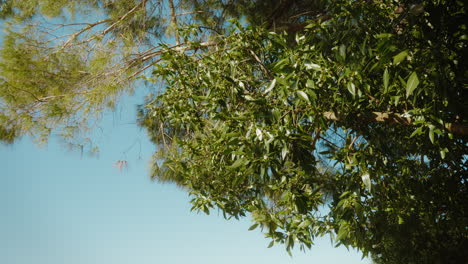 lush green mallorca trees swaying under a bright blue sky. perfect for travel or nature-themed projects showcasing mediterranean beauty.