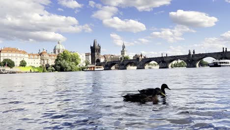 wild ducks on the vltava river in prague in beauti 4k 2025 08 05 00 12 12 utc.mov | animals, architecture, barge, beautiful