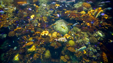 peces tropicales del acuario de osaka