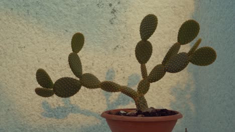 Un-Primer-Plano-De-Un-Cactus-Verde-Frente-A-Una-Pared-Blanca,-Con-Una-Luz-Solar-En-Movimiento-Y-Una-Sombra-En-El-Fondo,-Lapso-De-Tiempo,-Movimiento-Rápido,-Video-De-4k