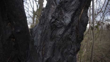 una mirada más cercana a un tronco de árbol áspero en el bosque en zlotoryja, polonia - primer plano - tiro inclinado hacia abajo