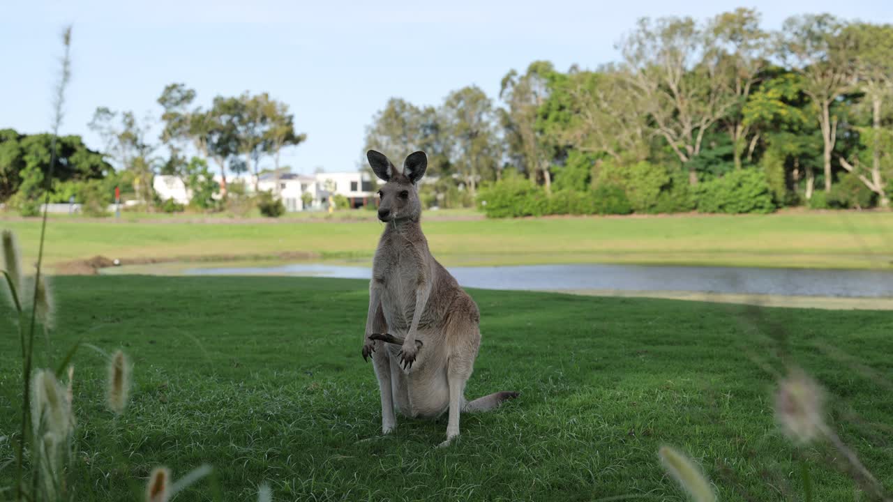un canguro se mueve a través de un parque abierto y soleado.
