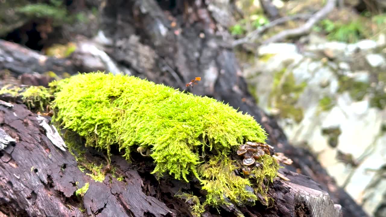 Bright green moss covers a fallen tree in a lush forest setting, captured with steady camera focus and natural lighting