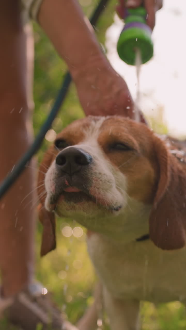 perro siendo bañado por el dueño al aire libre, disfrutando de agua refrescante en un día soleado, el dueño rocia suavemente agua en el perro, que parece relajado, rodeado de vegetación, con el edificio visible en un fondo borroso