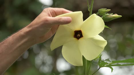 hand touching flower of sunset muskmallow, medicinal plant