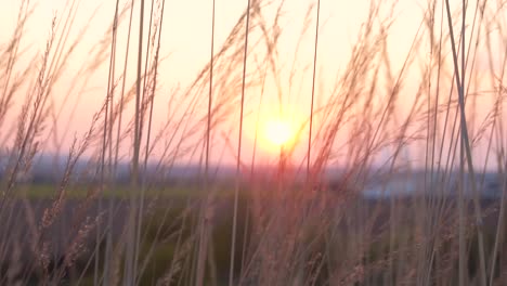 Hohes-Glas-Weht-Im-Wind,-Während-Die-Sonne-Untergeht