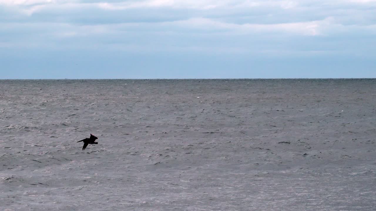 Pelican floating in the ocean decides to take off