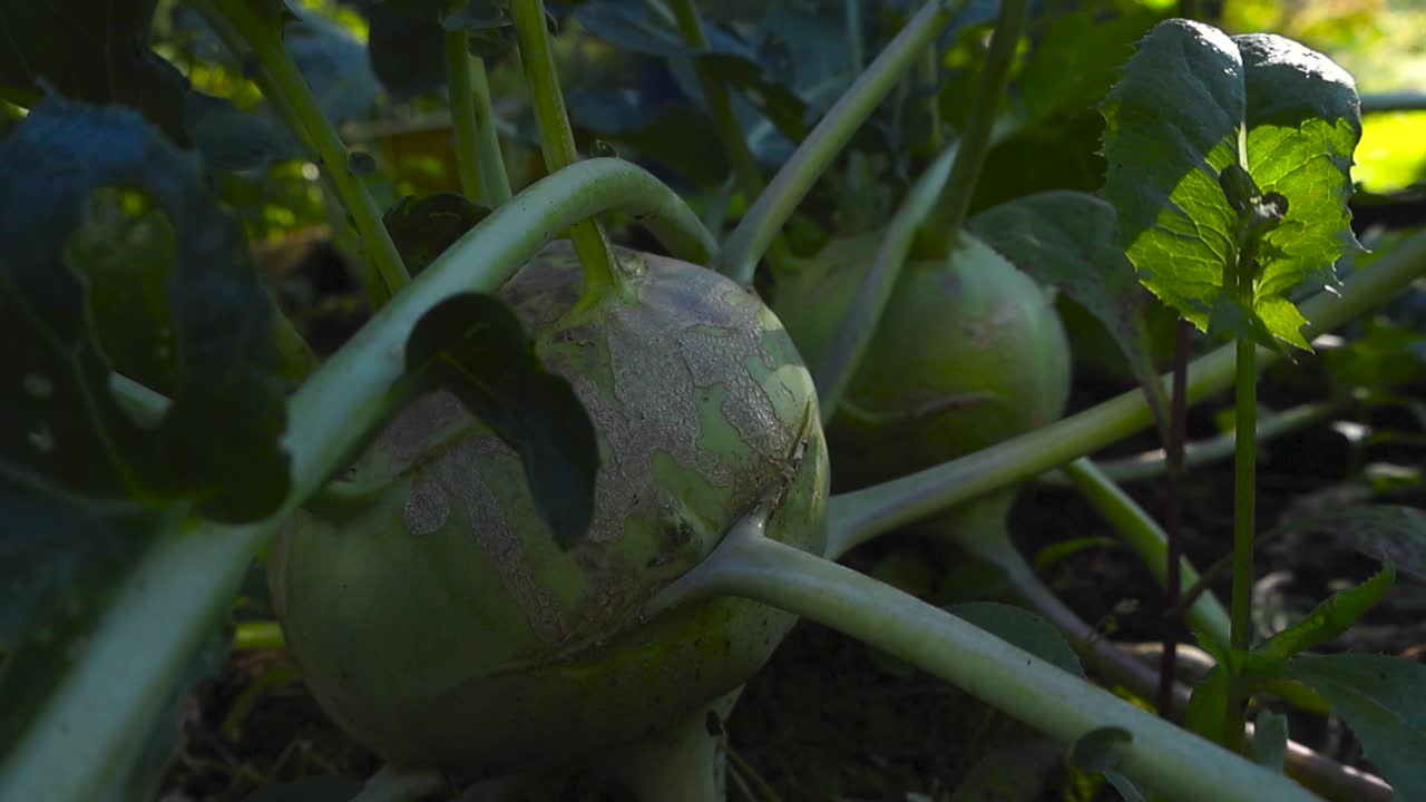 Close up view of ripe ready green colored Kohlrabi cabbage at a home garden during sunny day with shallow depth of field and bokeh blurry background. Dark soil and green leaves visible around