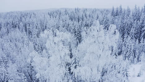 摇摆的雪覆盖的<unk>树和轻微的降雪在广<unk>的荒野