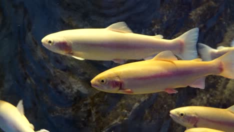 trucha arco iris - tipo albino en el acuario de la ciudad de danyang corea del sur