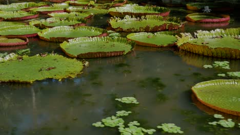 a side shot of lilypads in the water, with trees reflected on it between lilypads