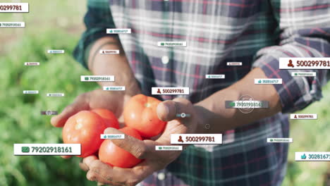 man holding ripe red tomatoes in agritech, showing ar labels with phone numbers and thumbs-up icons