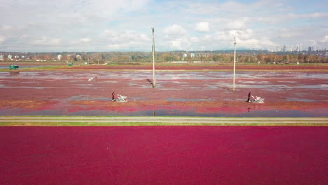 aerial profile following shot of cranberry field workers moving through the bog on harvesting machines. for wet harvesting, the bogs are flooded with water.