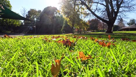 bright sunlight over grassy area with trees