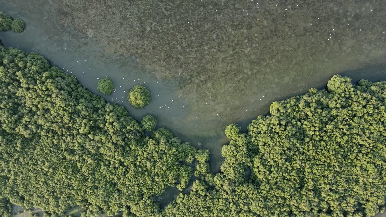 ajman mangroves 카약의 드론 보기, ajman의 두꺼운 천연 맹그로브는 아랍 에미레이트 연합에 있는 102종이 넘는 토착 조류와 철새의 고향입니다. 4k 영상