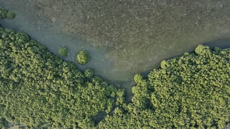 Drone-view-of-Ajman-Mangroves-Kayak,-the-thick-natural-mangroves-of-Ajman-is-home-to-over-102-species-of-native-and-migratory-birds-in-the-United-Arab-Emirates,-4k-Footage