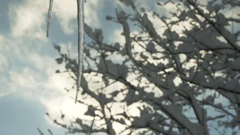 still shot of a icicle with a tree full of snow in the background