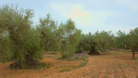 Dichte-Alte-Olivenbäume-Wachsen-Auf-Feldern-In-Der-Landschaft-Valencias-In-Spanien
