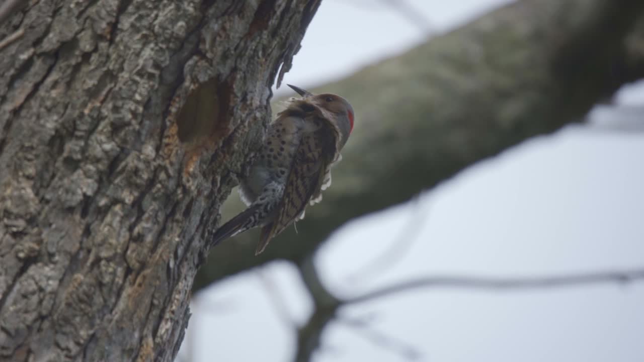 primer plano de un pájaro carpintero posado en un árbol, parpadeo del norte con plumas que fluyen en el viento