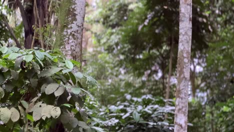 árboles densos del bosque. bosque lluvioso mixto