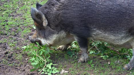 A-mature-miniature-pig-sniffing-around-and-eating-branches-and-leaves-in-the-rural-barn,-close-up-shot