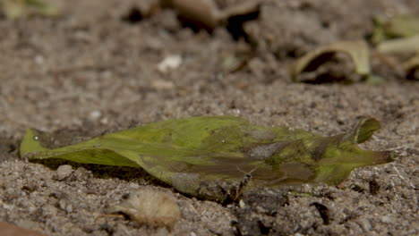 Hormiga-Bebiendo-Agua-De-La-Hoja-En-El-Suelo-Y-Arrastrándose-Por-Debajo