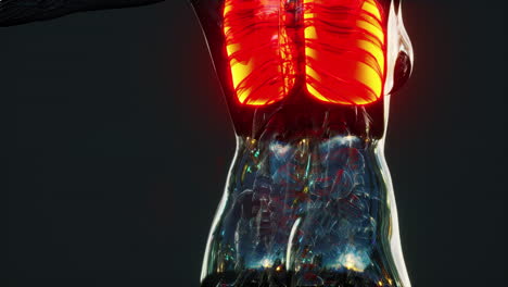 holograma de pulmones inflamados en el cuerpo humano