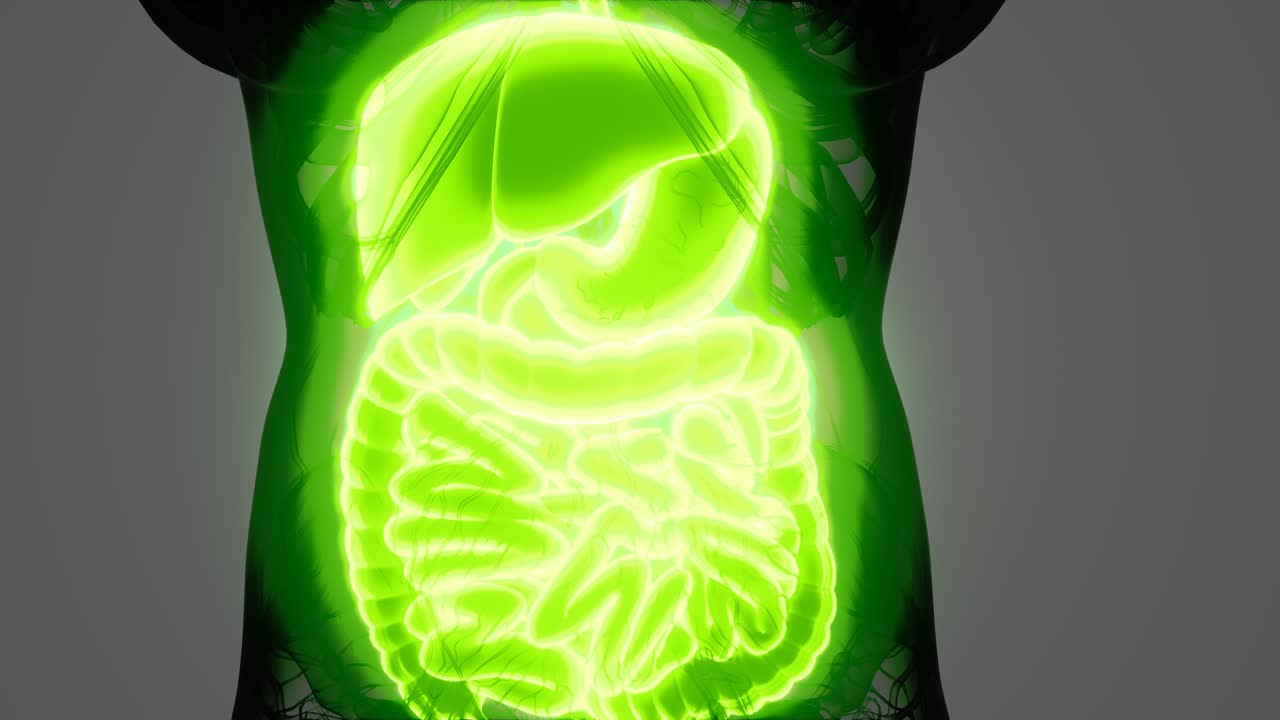 detailed human digestive system anatomy