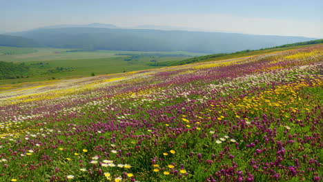 picturesque flower meadow landscape with distant mountains