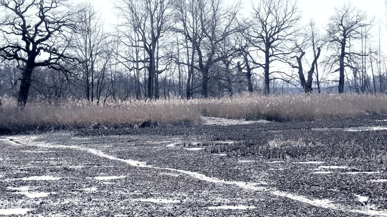 Dropped empty pond without water. Freshwater shells and shellfish. Reed around lake, sunny spring atmosphere