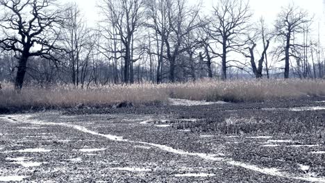 dropped empty pond without water. freshwater shells and shellfish. reed around lake, sunny spring atmosphere