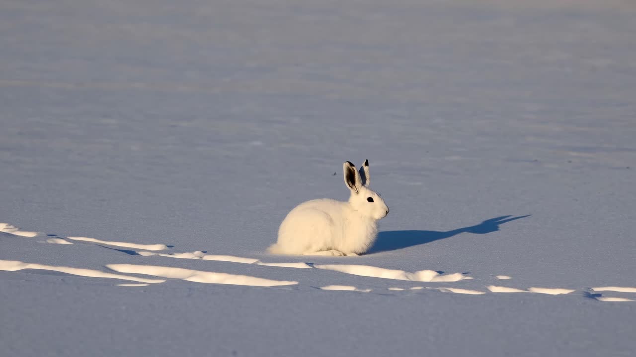 A serene video still of a white hare on snowy terrain, captured from a low angle