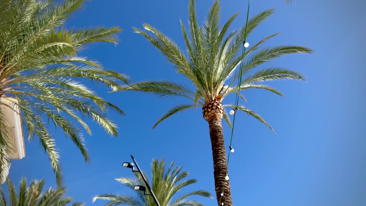 Low angle footage of palm trees on a sunny day