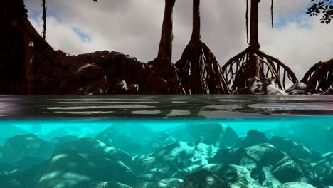 por encima y por debajo de la superficie del mar cerca de los manglares