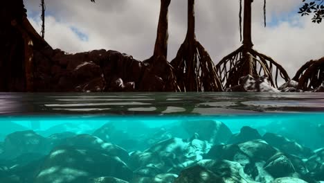 above and below the sea surface near mangrove trees