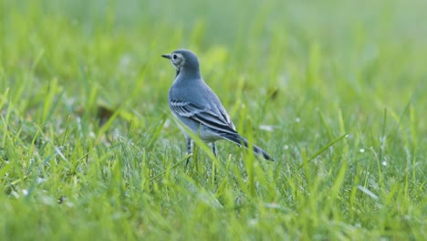 Bachstelze-Auf-Der-Suche-Nach-Nahrung-Fliegt-Im