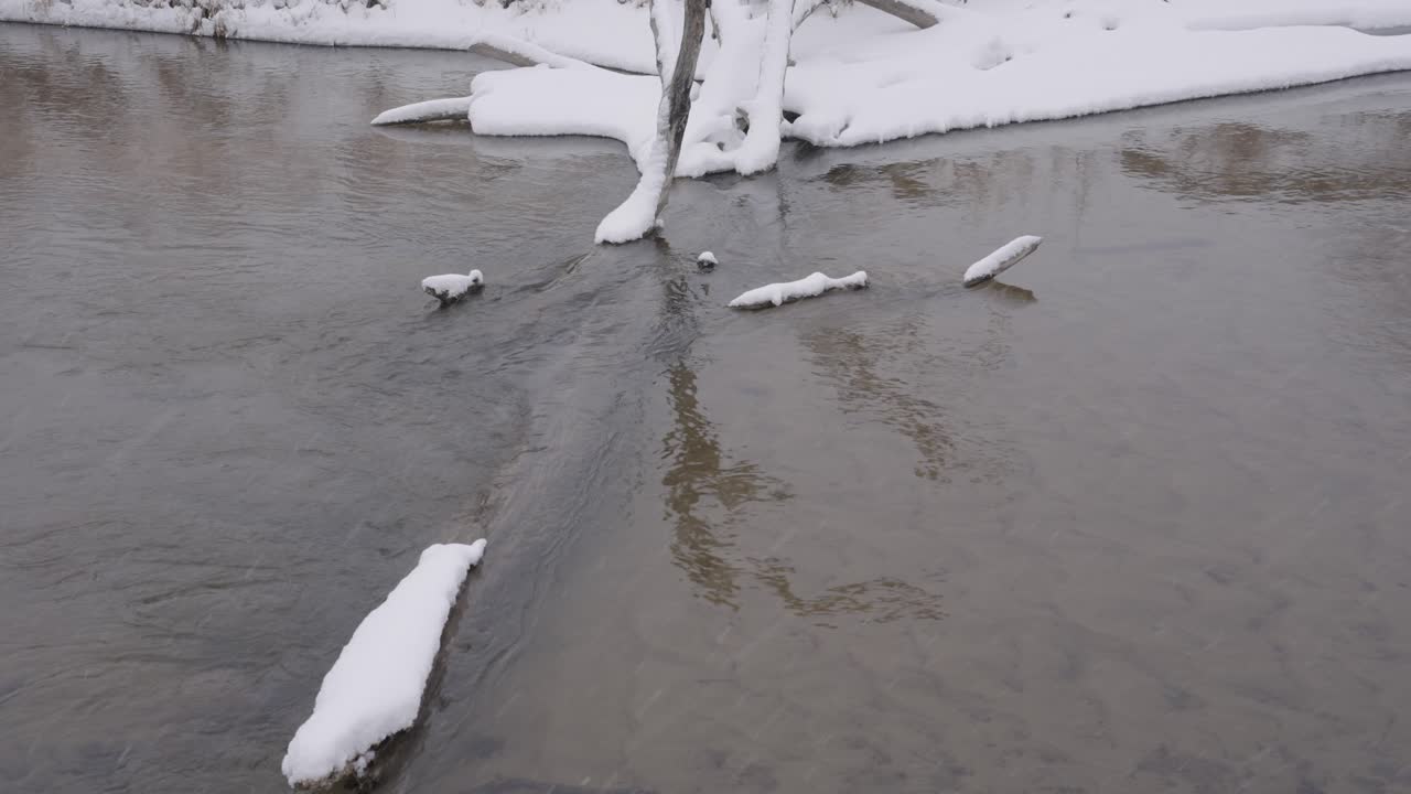 Winter river with snow-covered branches and logs, peaceful and serene scene