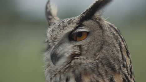 Uhu-Schnelle-Kopfdrehung-In-Zeitlupe-Im-Wald