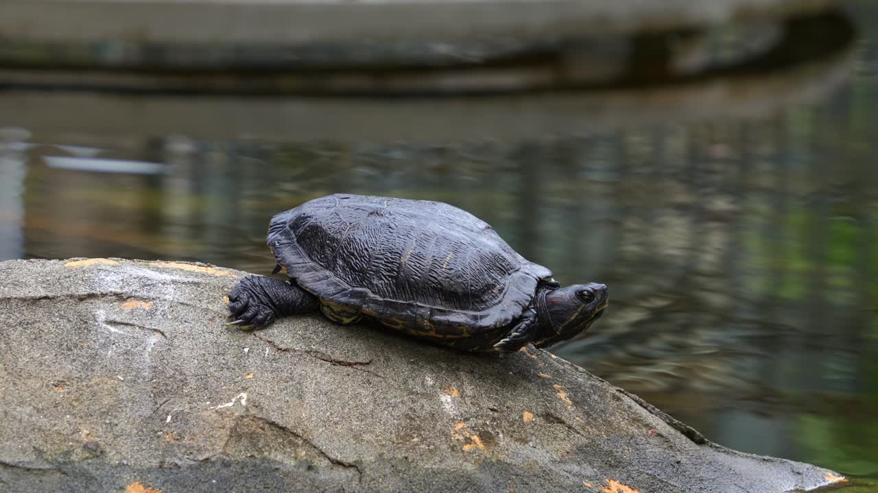 tortuga deslizante de orejas rojas, rrachemys scripta elegans avistado descansando junto al estanque, tomando el sol en una roca en un parque urbano con su reflejo en el agua ondulante