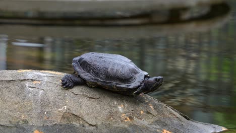 Red-eared-slider-turtle,-rrachemys-scripta-elegans-spotted-resting-by-the-pond,-basking-on-a-rock-in-an-urban-park-with-its-reflection-on-the-rippling-water